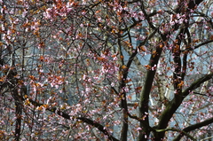 Prunus cerasifera pissardii