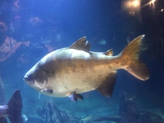 Colossoma macropomum