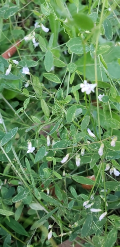 Image of Vicia floridana by (c) Jeanene Arrington-Fisher, some rights reserved (CC BY)