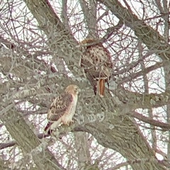 Buteo jamaicensis