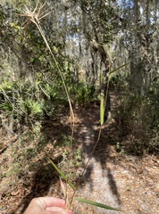 Dichanthelium equilaterale