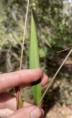 Dichanthelium equilaterale