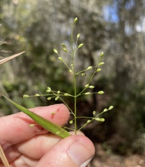 Dichanthelium equilaterale