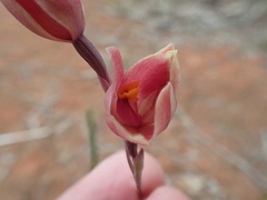 Thelymitra × macmillanii