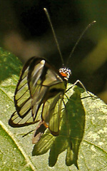 Ithomia agnosia zikani