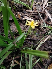 Hypoxis humilis