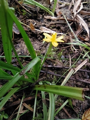 Hypoxis humilis