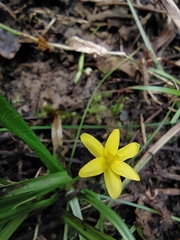 Hypoxis humilis