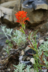 Castilleja hispida hispida