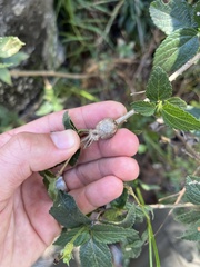 Eutreta xanthochaeta