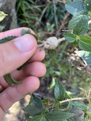 Eutreta xanthochaeta