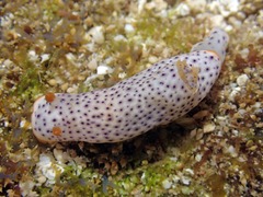 Chromodoris aspersa