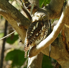 Glaucidium capense