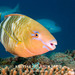 Bluebarred Parrotfish - Photo (c) Kristin Anderson, some rights reserved (CC BY-NC), uploaded by Kristin Anderson