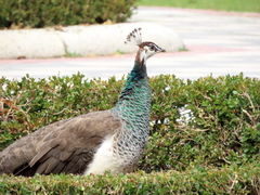 Pavo cristatus