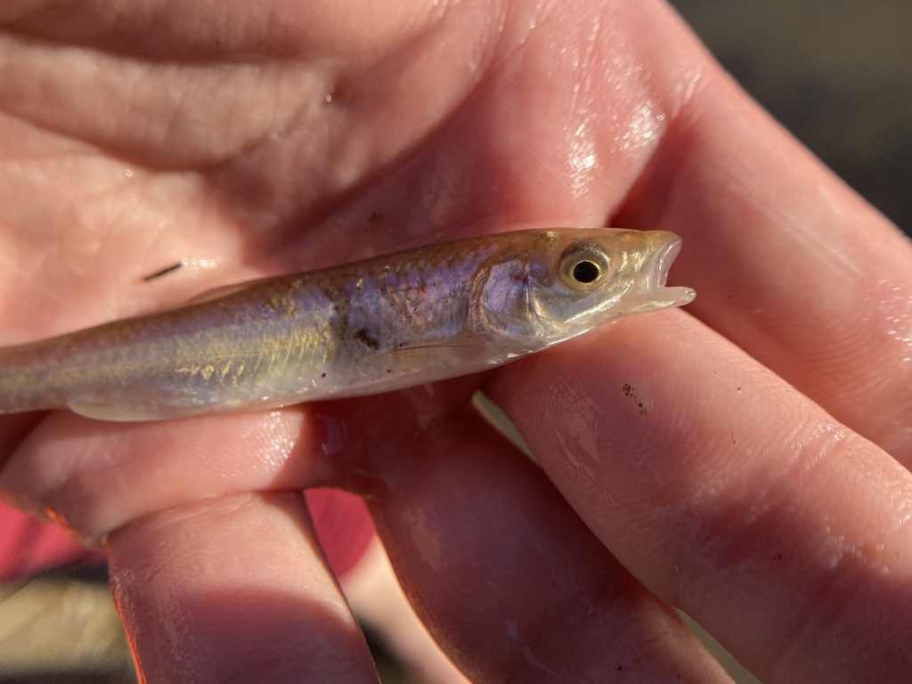Silver Shiner