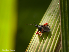 Apiomerus erythromelas