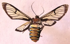 Autochloris jansonis