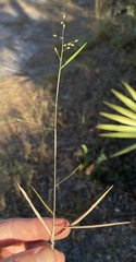 Dichanthelium patentifolium