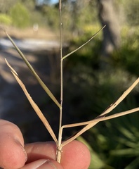 Dichanthelium patentifolium