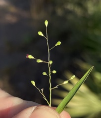 Dichanthelium patentifolium