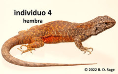 Liolaemus kriegi