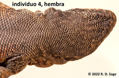 Liolaemus kriegi