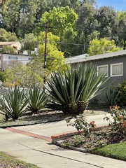 Agave fourcroydes