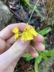 Goodenia decurrens
