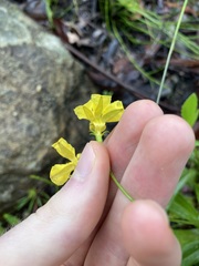 Goodenia decurrens