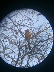 Cardinalis cardinalis