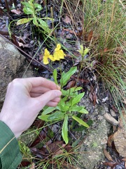 Goodenia decurrens