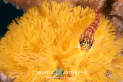 Helcogramma striata