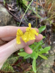 Goodenia decurrens