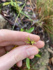 Goodenia decurrens