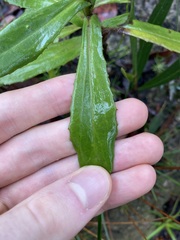 Goodenia decurrens