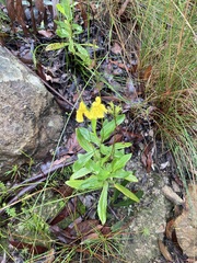 Goodenia decurrens