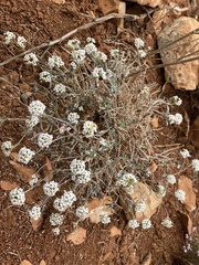 Lobularia maritima maritima