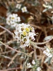 Lobularia maritima maritima