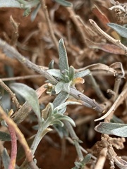 Lobularia maritima maritima