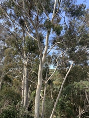 Eucalyptus cladocalyx