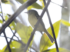 Tolmomyias sulphurescens