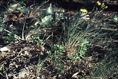 Crepis atribarba