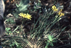 Crepis atribarba