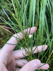 Acacia ptychoclada