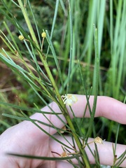 Acacia ptychoclada