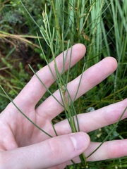 Acacia ptychoclada