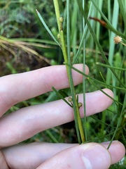 Acacia ptychoclada