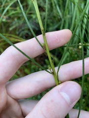 Acacia ptychoclada