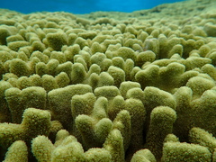 Porites cylindrica